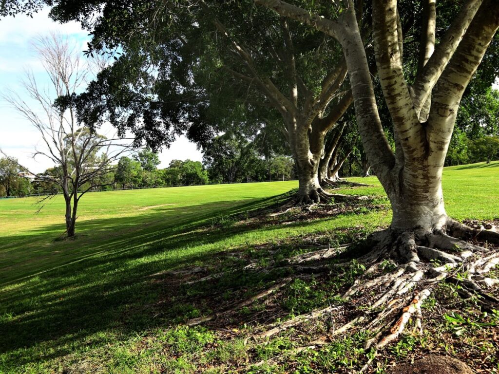 Aspley - Marchant Park